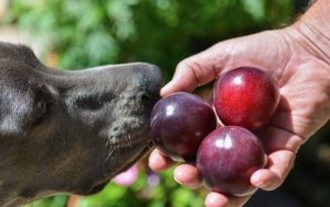 Can Dogs Have Plums