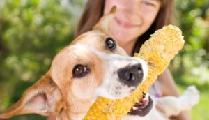 Can Dogs Have Corn