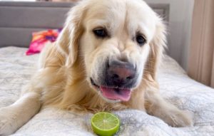 Can Dogs Have Lime