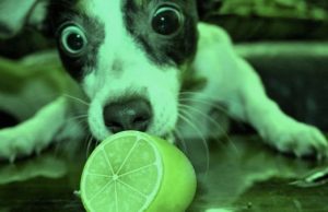 Can Dogs Have Lime